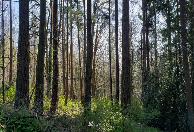 8 XX Maple, Kent, Washington 98030, ,Land,For Sale,Maple,NWM1753859