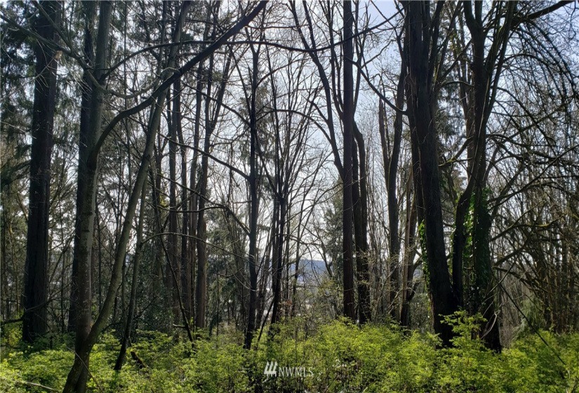 8 XX Maple, Kent, Washington 98030, ,Land,For Sale,Maple,NWM1753859