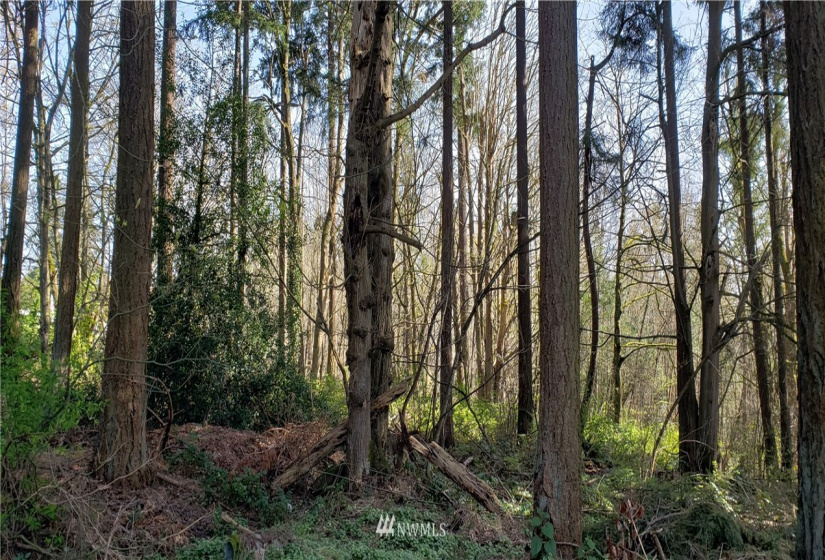 8 XX Maple, Kent, Washington 98030, ,Land,For Sale,Maple,NWM1753859