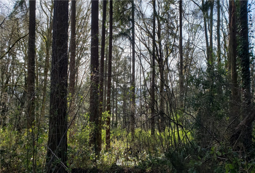 8 XX Maple, Kent, Washington 98030, ,Land,For Sale,Maple,NWM1753859