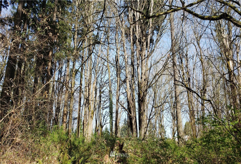 8 XX Maple, Kent, Washington 98030, ,Land,For Sale,Maple,NWM1753859