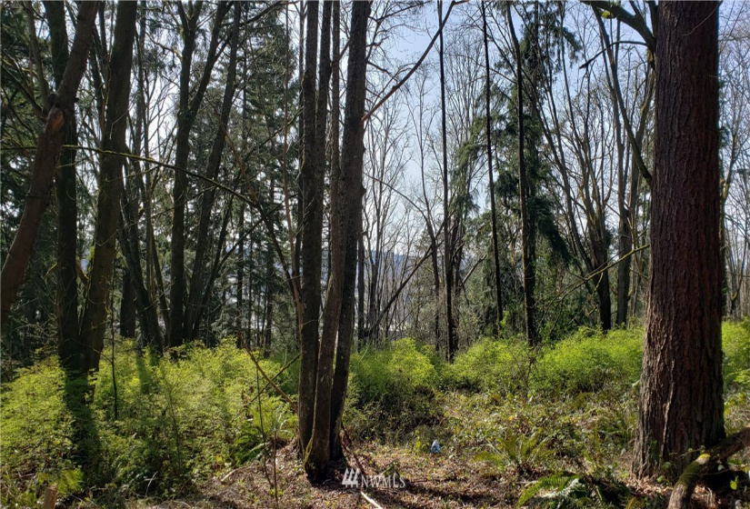 8 XX Maple, Kent, Washington 98030, ,Land,For Sale,Maple,NWM1753859