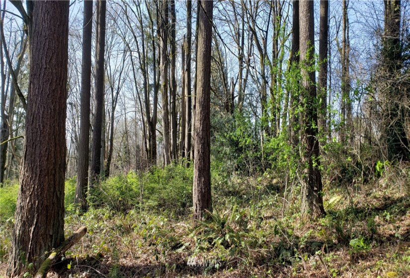 8 XX Maple, Kent, Washington 98030, ,Land,For Sale,Maple,NWM1753859