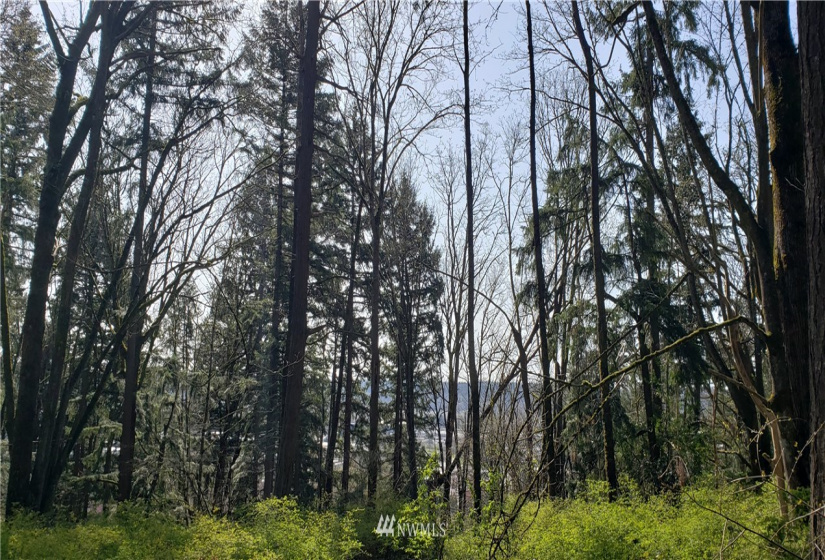 8 XX Maple, Kent, Washington 98030, ,Land,For Sale,Maple,NWM1753859