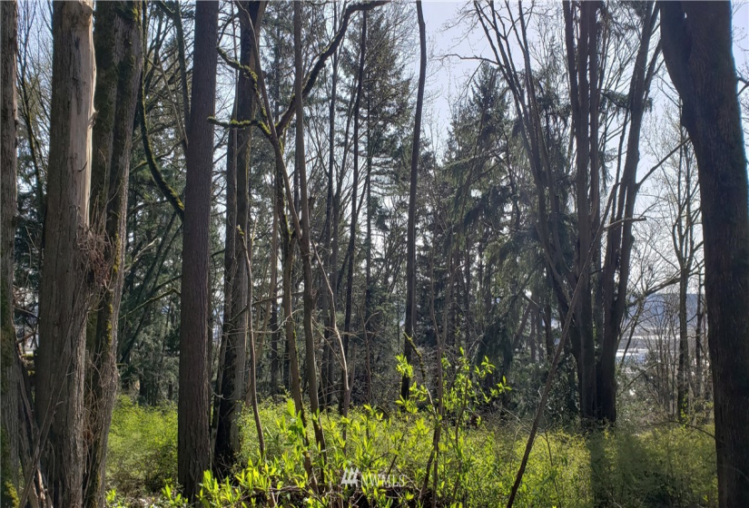 8 XX Maple, Kent, Washington 98030, ,Land,For Sale,Maple,NWM1753859