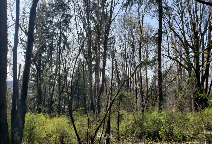 8 XX Maple, Kent, Washington 98030, ,Land,For Sale,Maple,NWM1753859