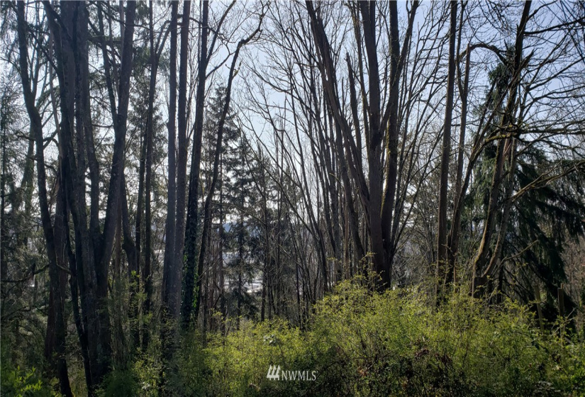 8 XX Maple, Kent, Washington 98030, ,Land,For Sale,Maple,NWM1753859