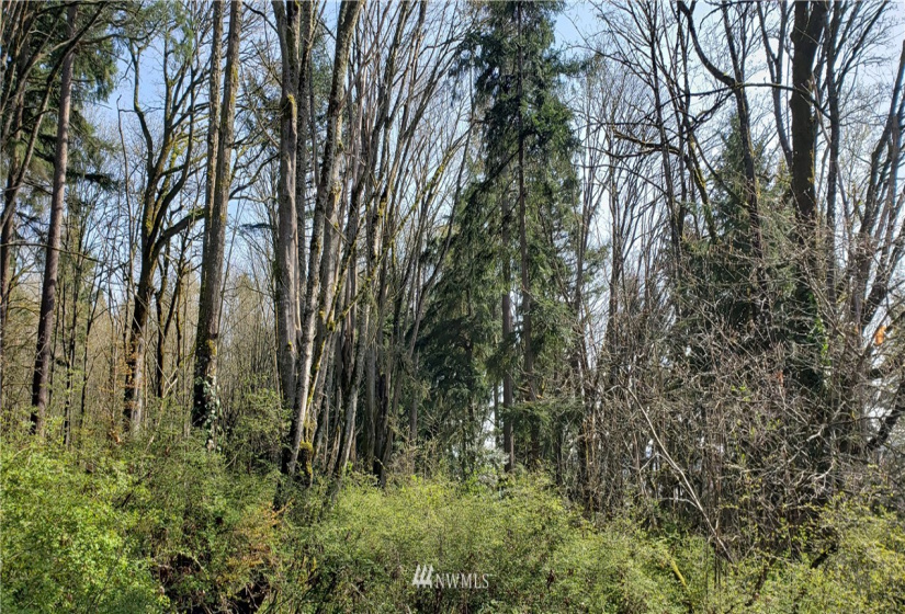 8 XX Maple, Kent, Washington 98030, ,Land,For Sale,Maple,NWM1753859