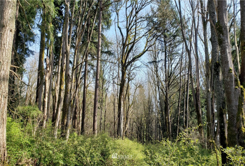 8 XX Maple, Kent, Washington 98030, ,Land,For Sale,Maple,NWM1753859