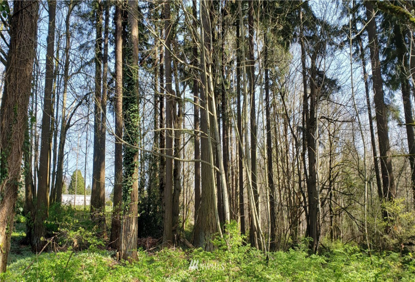 8 XX Maple, Kent, Washington 98030, ,Land,For Sale,Maple,NWM1753859