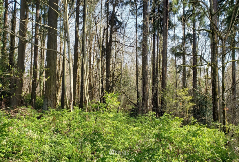 8 XX Maple, Kent, Washington 98030, ,Land,For Sale,Maple,NWM1753859