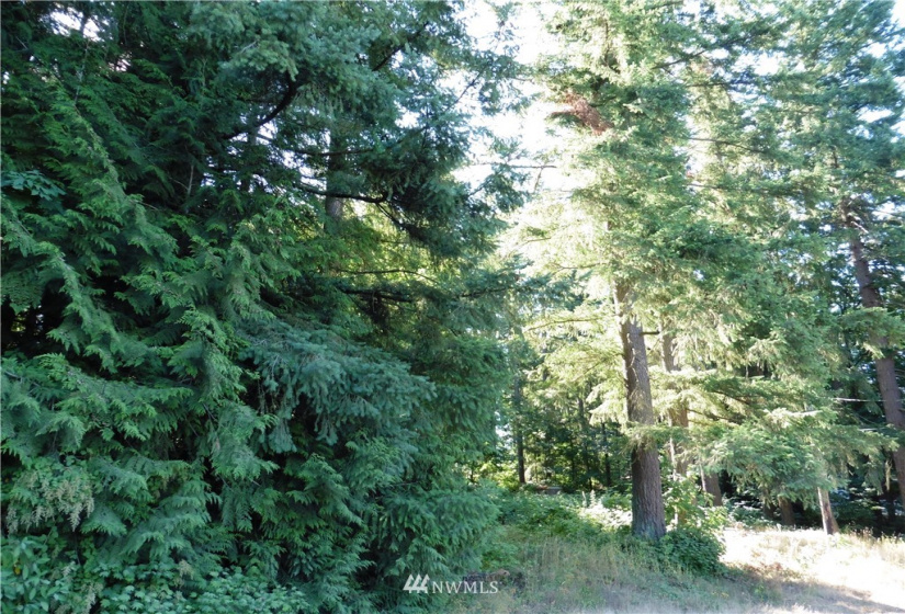 27226 207th, Maple Valley, Washington 98038, ,Land,For Sale,207th,NWM1757202