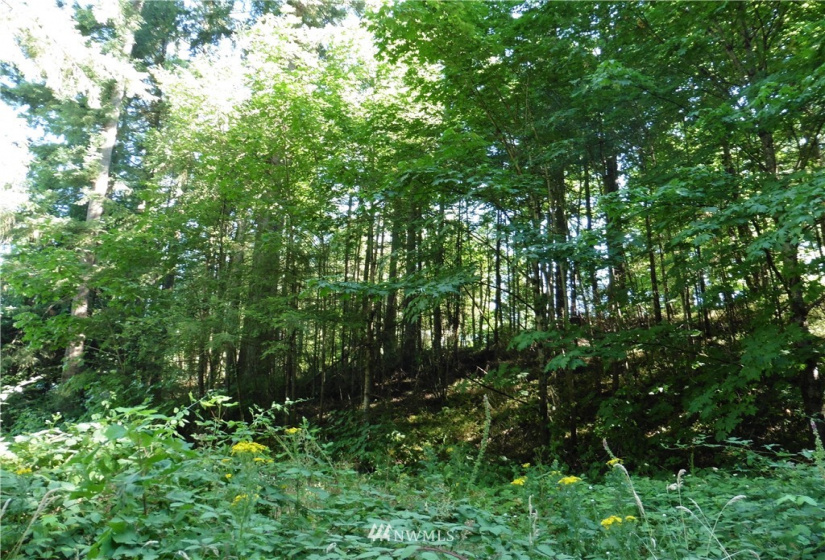 27226 207th, Maple Valley, Washington 98038, ,Land,For Sale,207th,NWM1757202