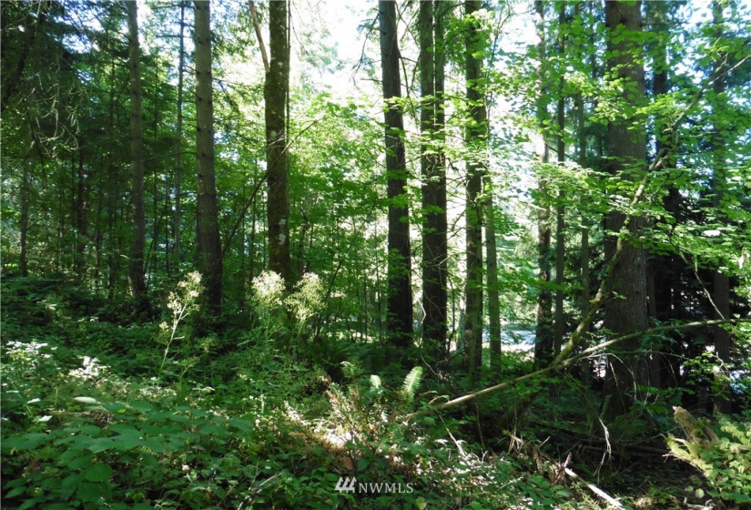 27226 207th, Maple Valley, Washington 98038, ,Land,For Sale,207th,NWM1757202