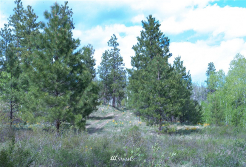 89 B Whiterock, Okanogan, Washington 98840, ,Land,For Sale,Whiterock,NWM1767311