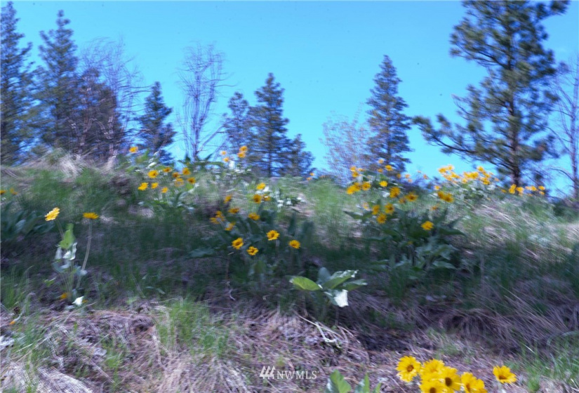 89 B Whiterock, Okanogan, Washington 98840, ,Land,For Sale,Whiterock,NWM1767311