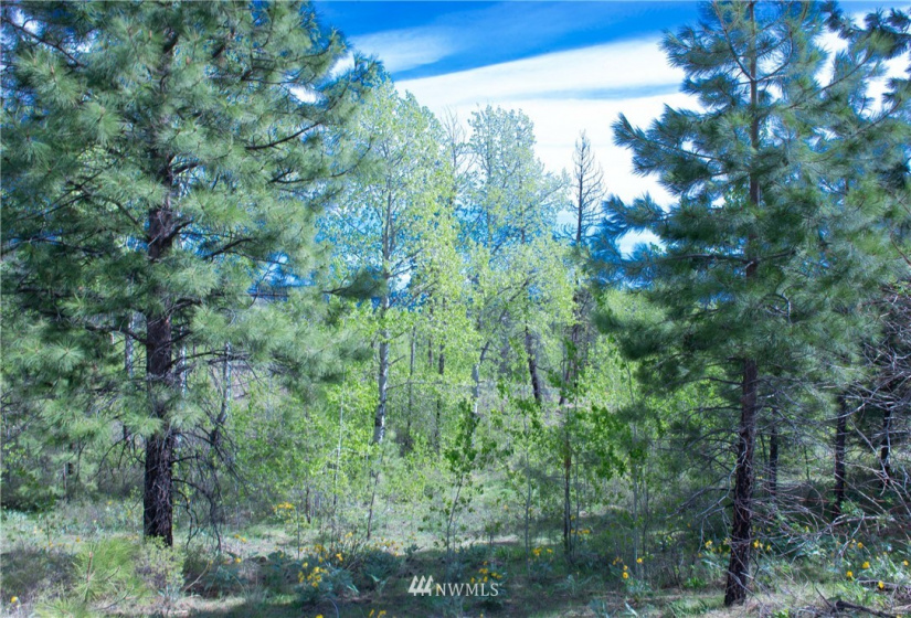 89 B Whiterock, Okanogan, Washington 98840, ,Land,For Sale,Whiterock,NWM1767311