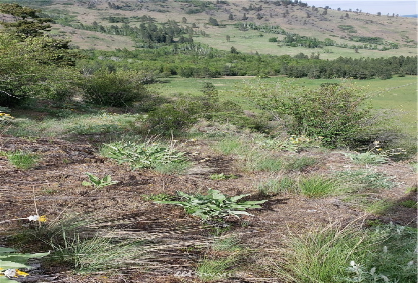 3800 Northport Flat Creek, Kettle Falls, Washington 99141, ,Land,For Sale,Northport Flat Creek,NWM1773362