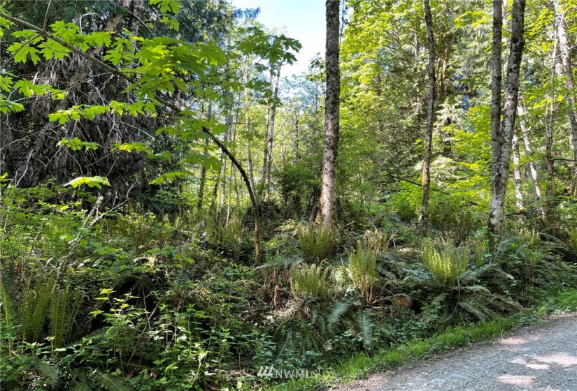 23922 144th, Buckley, Washington 98321, ,Land,For Sale,144th,NWM1774298