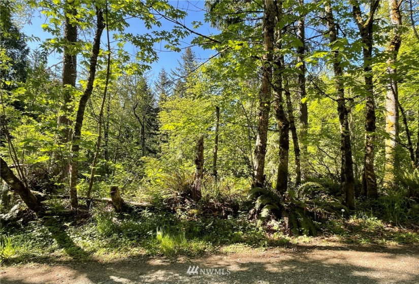 23922 144th, Buckley, Washington 98321, ,Land,For Sale,144th,NWM1774298