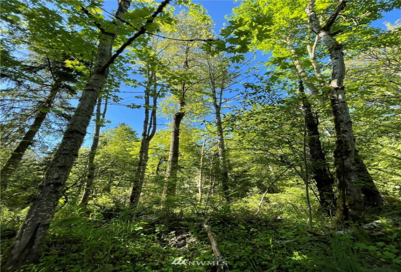 23922 144th, Buckley, Washington 98321, ,Land,For Sale,144th,NWM1774298