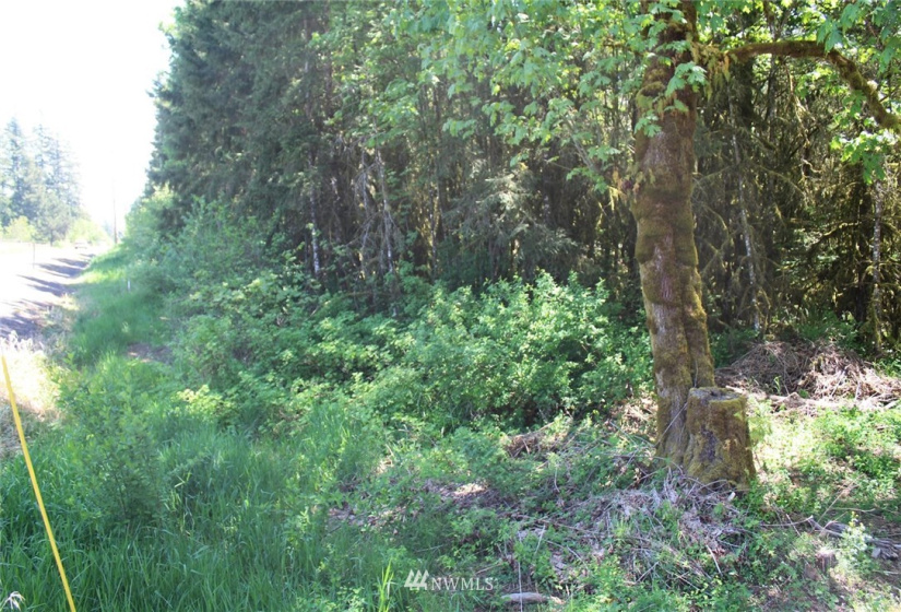 259 Avery, Winlock, Washington 98596, ,Land,For Sale,Avery,NWM1781251