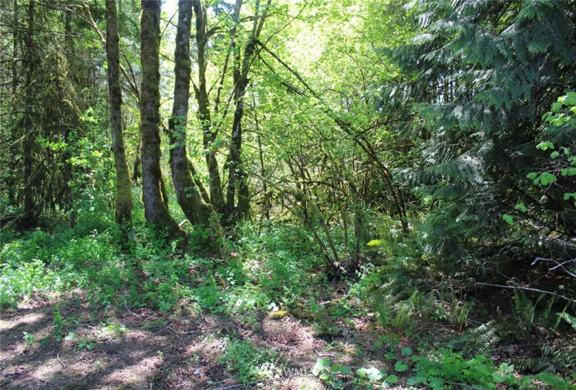 259 Avery, Winlock, Washington 98596, ,Land,For Sale,Avery,NWM1781251