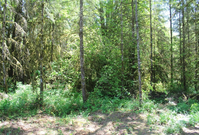 259 Avery, Winlock, Washington 98596, ,Land,For Sale,Avery,NWM1781251