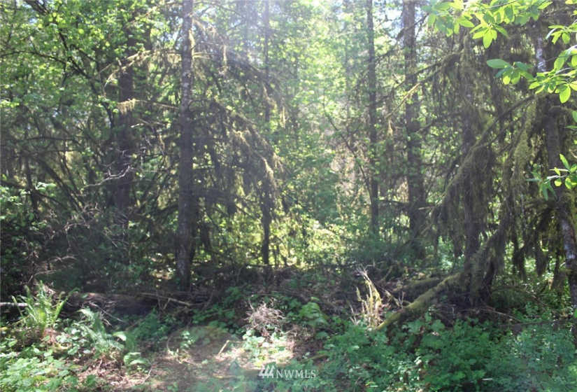 259 Avery, Winlock, Washington 98596, ,Land,For Sale,Avery,NWM1781251