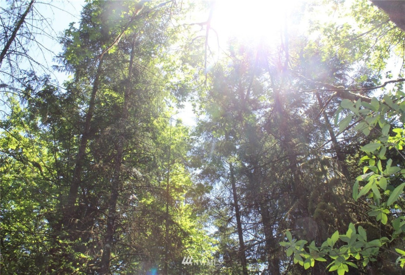 259 Avery, Winlock, Washington 98596, ,Land,For Sale,Avery,NWM1781251