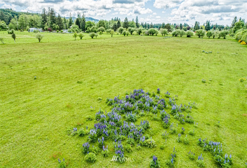 9999 Fifth, Forks, Washington 98331, ,Land,For Sale,Mansfield Addition,Fifth,NWM1782683