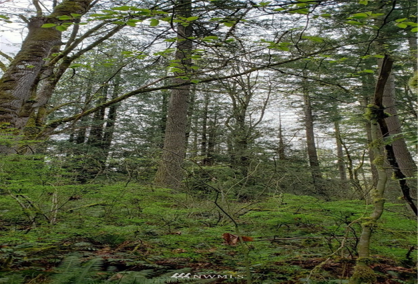 252 XX 356th, Auburn, Washington 98092, ,Land,For Sale,356th,NWM1591699