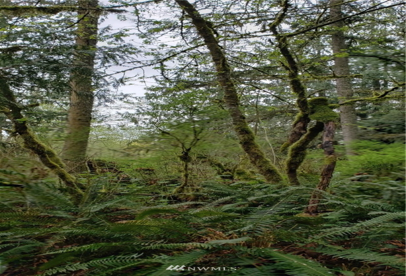 252 XX 356th, Auburn, Washington 98092, ,Land,For Sale,356th,NWM1591699