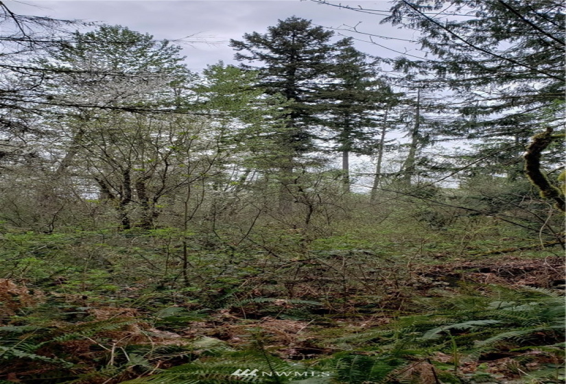 252 XX 356th, Auburn, Washington 98092, ,Land,For Sale,356th,NWM1591699