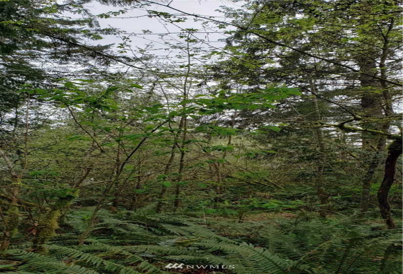 252 XX 356th, Auburn, Washington 98092, ,Land,For Sale,356th,NWM1591699