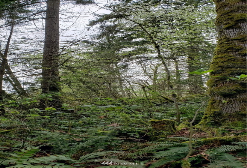 252 XX 356th, Auburn, Washington 98092, ,Land,For Sale,356th,NWM1591699