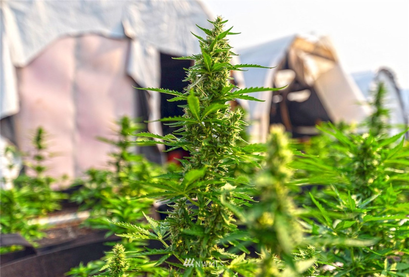 221 Omak River, Omak, Washington 98841, 4 Bedrooms Bedrooms, ,2 BathroomsBathrooms,Farm,For Sale,Omak River,NWM1809112