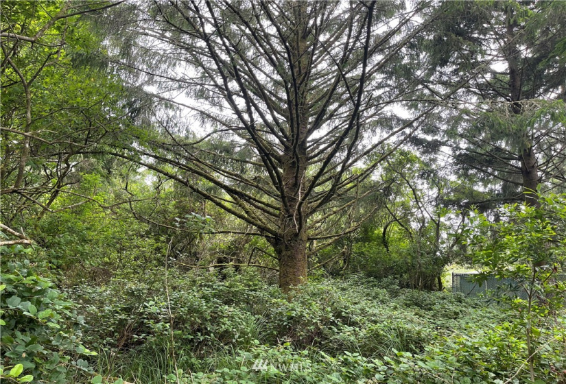 218 oar, Ocean Shores, Washington 98569, ,Land,For Sale,4,oar,NWM1812765