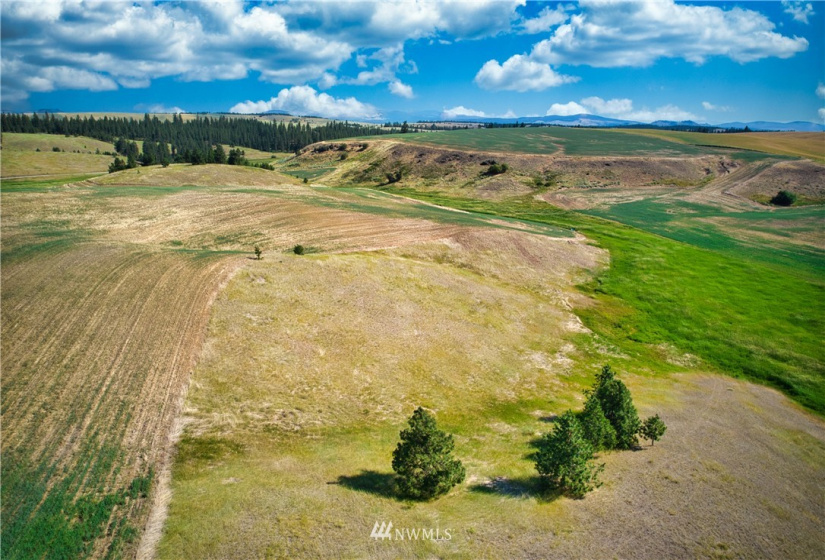 33196 Teel Hill, Davenport, Washington 99122, 3 Bedrooms Bedrooms, ,1 BathroomBathrooms,Farm,For Sale,Teel Hill,NWM1810942