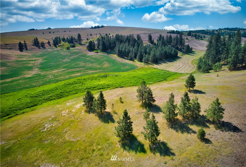 33196 Teel Hill, Davenport, Washington 99122, 3 Bedrooms Bedrooms, ,1 BathroomBathrooms,Farm,For Sale,Teel Hill,NWM1810942