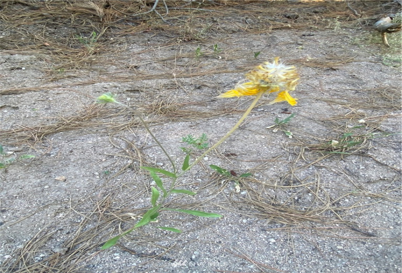 5069 Rail Canyon Road #C, Springdale, Washington 99173, ,Land,For Sale,Rail Canyon Road #C,NWM1813759