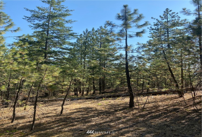 5069 Rail Canyon Road #C, Springdale, Washington 99173, ,Land,For Sale,Rail Canyon Road #C,NWM1813759