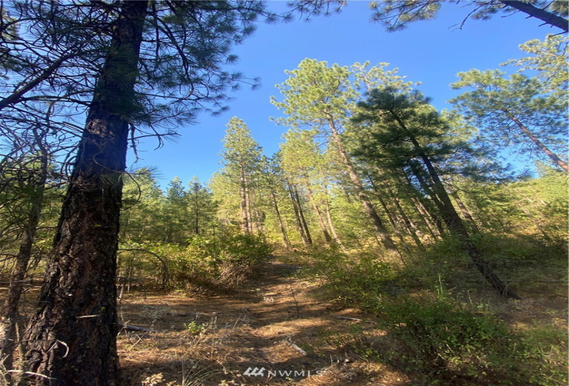 5069 Rail Canyon Road #C, Springdale, Washington 99173, ,Land,For Sale,Rail Canyon Road #C,NWM1813759