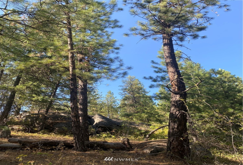 5069 Rail Canyon Road #C, Springdale, Washington 99173, ,Land,For Sale,Rail Canyon Road #C,NWM1813759