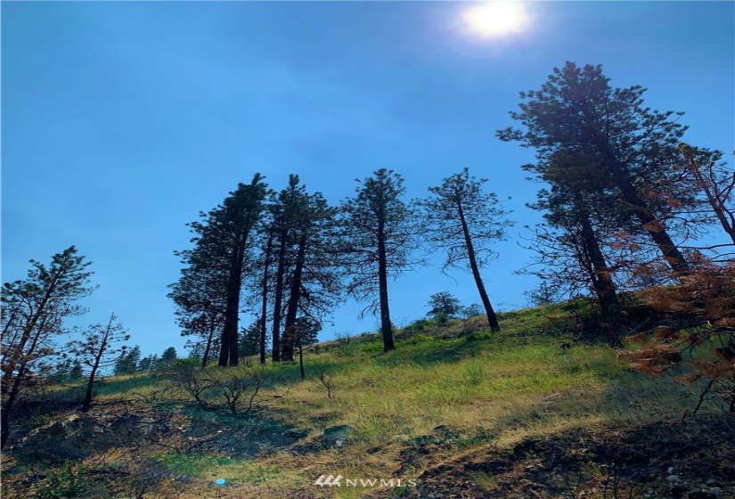 31 TBD Omak Lake Rd, Omak, Washington 98841, ,Land,For Sale,TBD Omak Lake Rd,NWM1804826