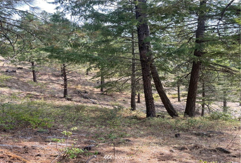 1 XXX Highway 20, Republic, Washington 99166, ,Land,For Sale,Highway 20,NWM1815298