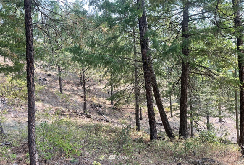 1 XXX Highway 20, Republic, Washington 99166, ,Land,For Sale,Highway 20,NWM1815298