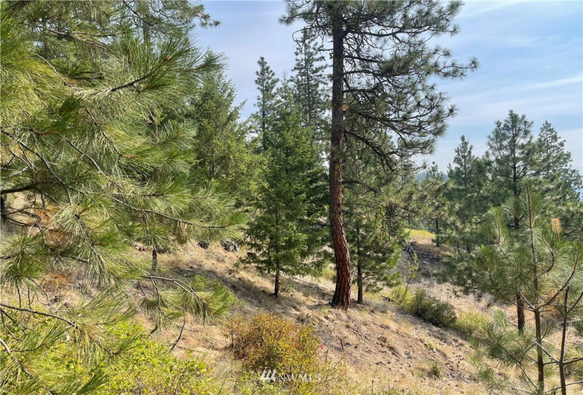 1 XXX Highway 20, Republic, Washington 99166, ,Land,For Sale,Highway 20,NWM1815298