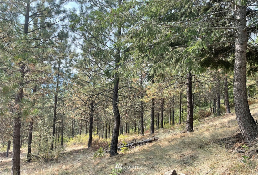 1 XXX Highway 20, Republic, Washington 99166, ,Land,For Sale,Highway 20,NWM1815298