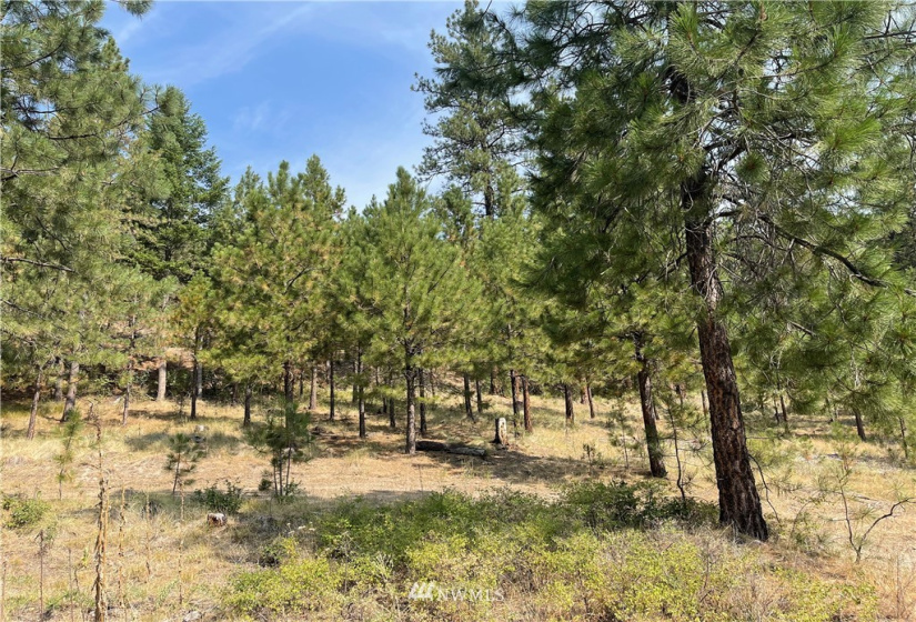 1 XXX Highway 20, Republic, Washington 99166, ,Land,For Sale,Highway 20,NWM1815298